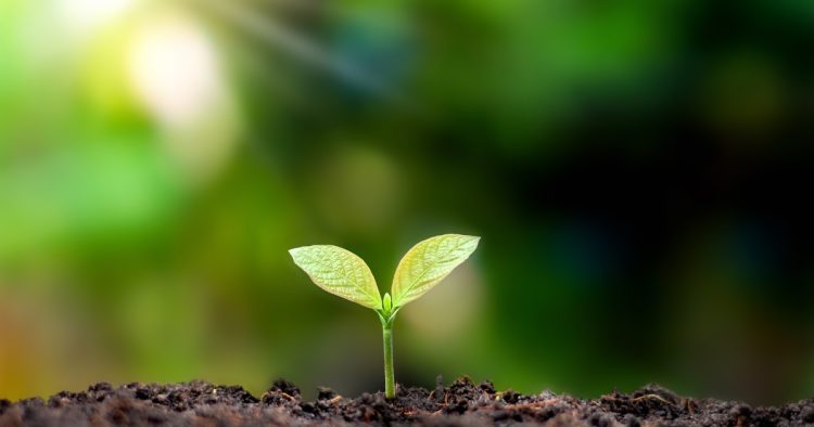 A young green sprout emerging from soil in bright sunlight, representing new beginnings and professional growth in the job market.