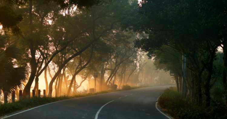 A misty road lined with trees as morning sunlight breaks through the fog, representing clearing away misconceptions about the sales industry.