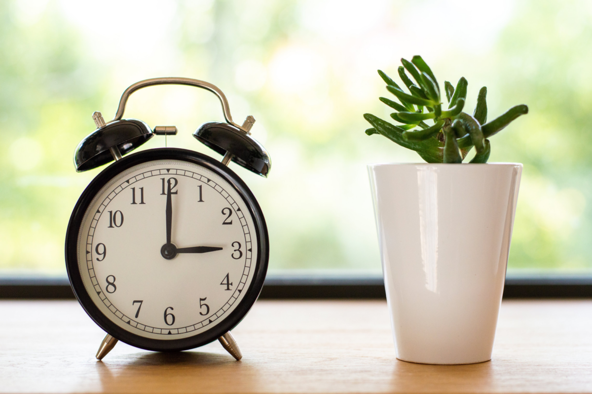 A clock and a plant