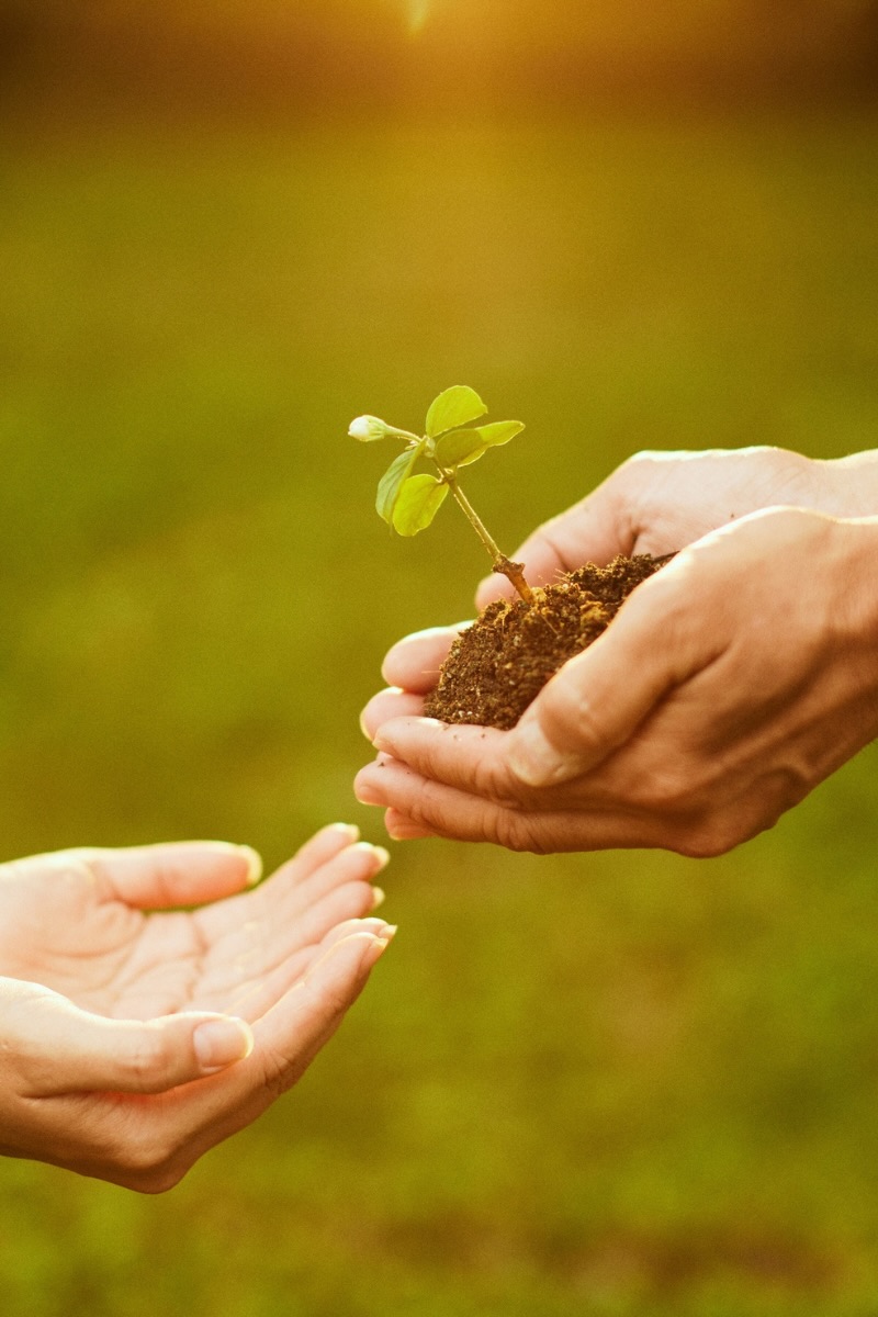 One set of hands passing a growing green seedling to another, representing leadership support and team growth when managing virtual body language over Teams.